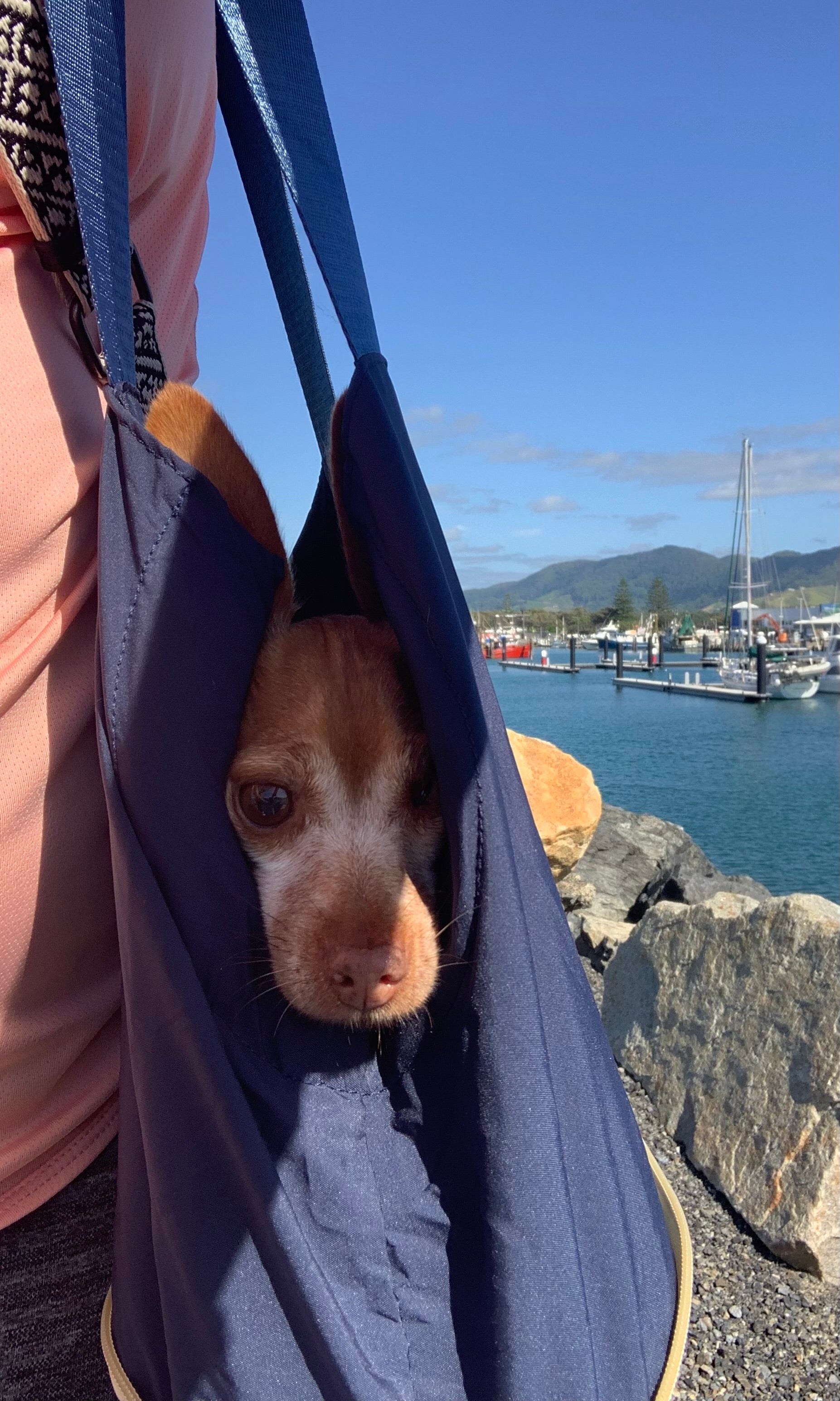 Chocolate brown dog peeking out of The Hollydaz navy foldable dog carrier at a waterfront marina