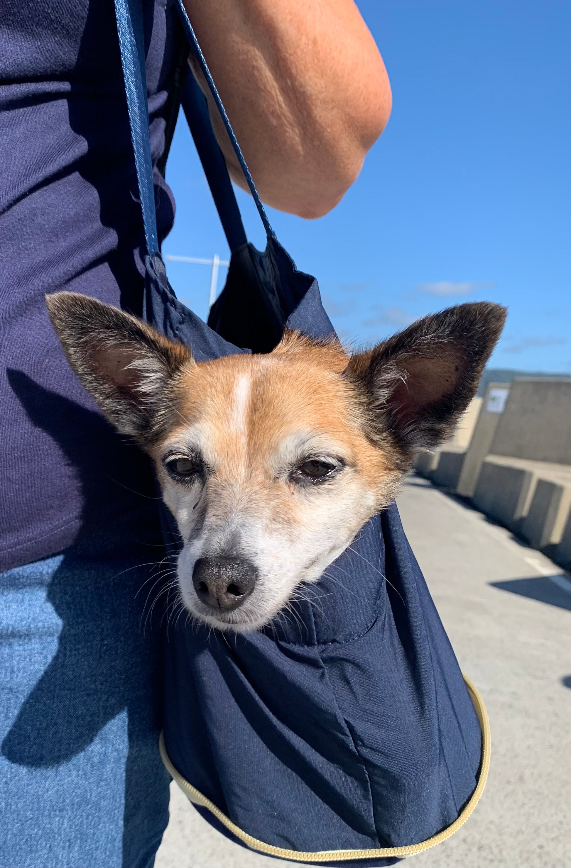 Jack Russell type dog peeking out of The Hollydaz navy dog shoulder bag outdoors